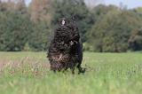 BOUVIER DES FLANDRES 091